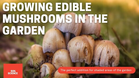 Must Have Shade Garden Addition. Growing Edible Mushroom In Your Garden // Crop Series Ep 08