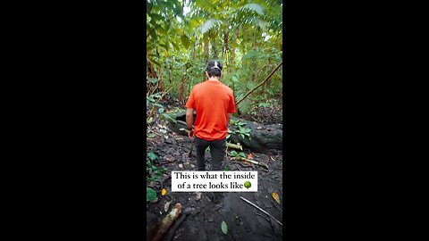 Exploring inside a giant thousand year old tree