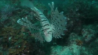 Lionfish Challenge