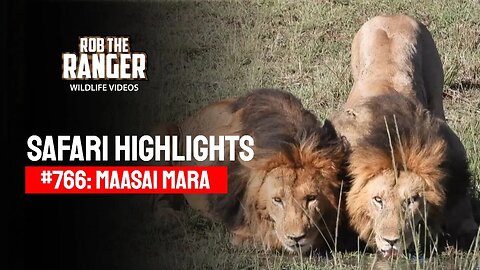 Safari Highlights #766: 30 October 2023 | Lalashe Maasai Mara | Latest #Wildlife Sightings
