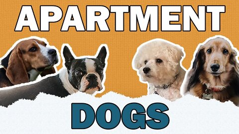 Best Apartment Dogs | CKC's Talkin' Dogs