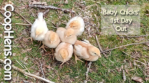 Baby Chicks' First Day Outside