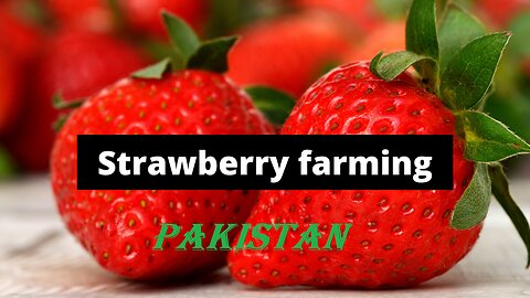 Strawberry Farming in Pakistan