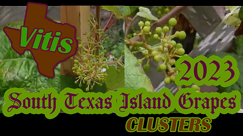 South Texas Grapes Updates