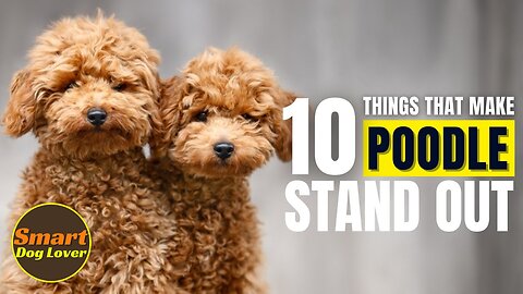 8 Reasons Shih Tzu Might Just Be The Worst Dog Breed| Dog Training Tips