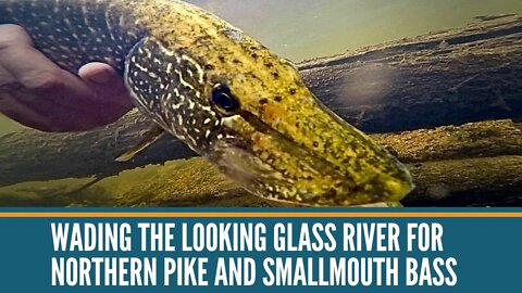 Wading The Looking Glass River For Northern Pike And Smallmouth Bass / Michigan River Fishing