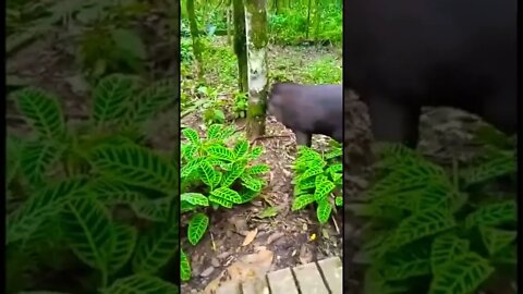 Friendly Wild Tapir Encounter (Funny Baby Reaction)