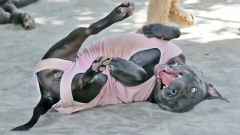 Staffie in a Onesie Playing with a Pack of Dogs