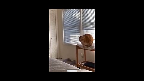 Funny animal video