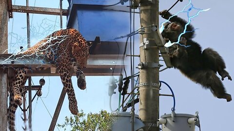 Pitiful Scene! Wild Animals Die Tragically When Stuck On Power Lines - Leopard, Monkey, Antelope...