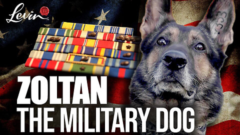 Don't Forget About Our Military Canines on Veterans Day