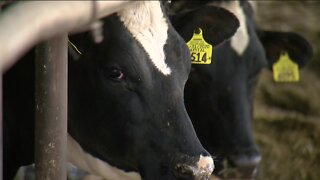 Diesel prices hit record high: How it is impacting a Kenosha County dairy farmer