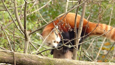 Typical scent-marking behaviour of red panda at Dublin Zoo