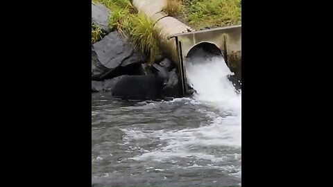 Bear in Alaska 1 short #travel #alaska #bears