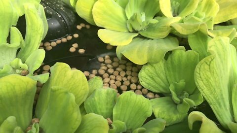 Wait for it! An Aquaculture Surprise in Small Pond DIY