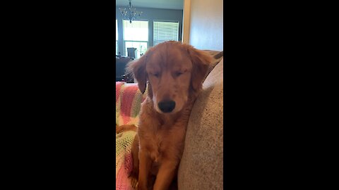 Sleepy puppy nearly falls asleep sitting up