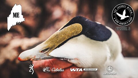 Hunting The Cliffs of Maine: Common Eider | The Journey Within - Waterfowl Slam