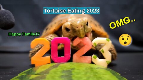 Turtle Tortoise Eating 2023 Watermelon