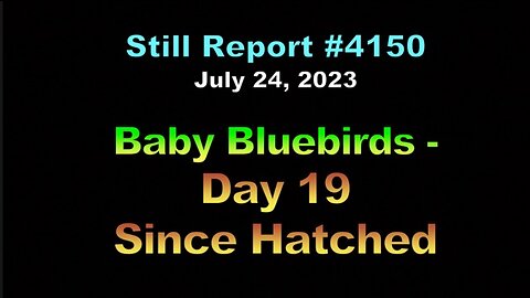4150, Bluebirds – Day 19 Since Hatched, 4150