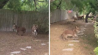 Baby Donkey Adorably Goes For A Morning Run