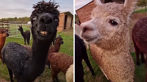 Funny Alpaca Shows She's The Weird One In The Herd