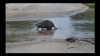 Beaver crossing...