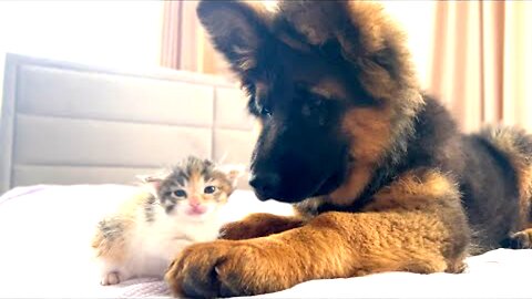 German Shepherd Puppy Confused by a Tiny Kitten 😺