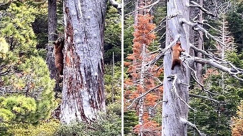 Bear incredibly climbs up massive tree