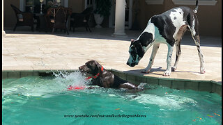 Great Dane Puppy Has Fun With Water Loving GSP Pointer