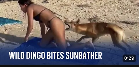 Australia: Dingo bites sunbathing tourist in Queensland