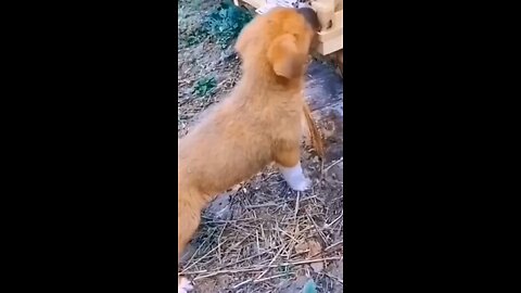 Try not to laugh - funny animal videos| funny cats| #fyp #viral #shorts #catlovers