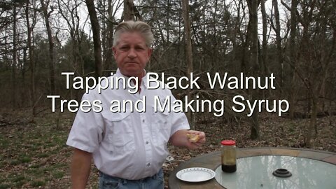 Tapping Black Walnut Trees For Syrup