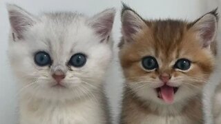 BEST CUTE CATS COMPILATION 2023 😍 Cute and Funny Cat Videos to Keep You Smiling!😻