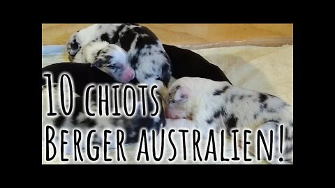 Chiot BERGER AUSTRALIEN! 🐶 Semaine de naissances #224