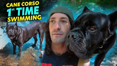 Cane Corso 1st Time Swimming! Sorta