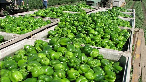 Bell Pepper Harvesting in Color-modern agriculture