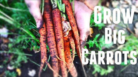 Grow Big Carrots With These Simple Steps