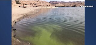 Toxic algae blooms detected at Lake Mead