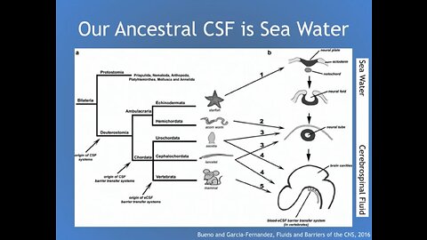 Your Spirit is your Cerebrospinal Fluid (Holy Water)