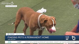 Pet of the Week: Penny