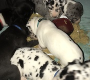 Great Dane Puppies