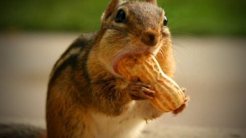 Friendly Chipmunk !!!