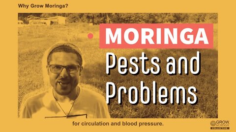 Moringa Benefits & Uses, Pests and Problems to Avoid with Scheduled Maintenance for Healthier Trees