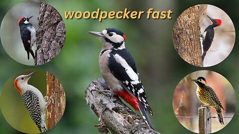 woodpecker fast