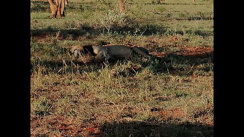 Game Drive at Salt Lick Safari Lodge Tsavo National Park West