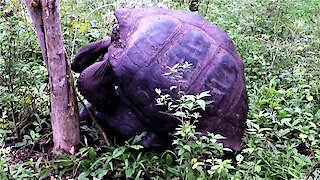 Giant Tortoises knock over tree with their enthusiasm