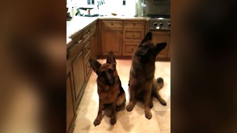 Mom Gets Cutest Reaction After Asking Two Dogs If They Want A Ball