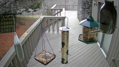 Live stream bird feeder Ashville NC