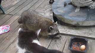 Talented dancing raccoon gets away with tasty treats
