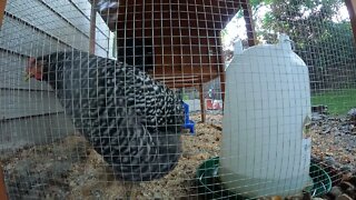 My Backyard Chickens - Episode 77